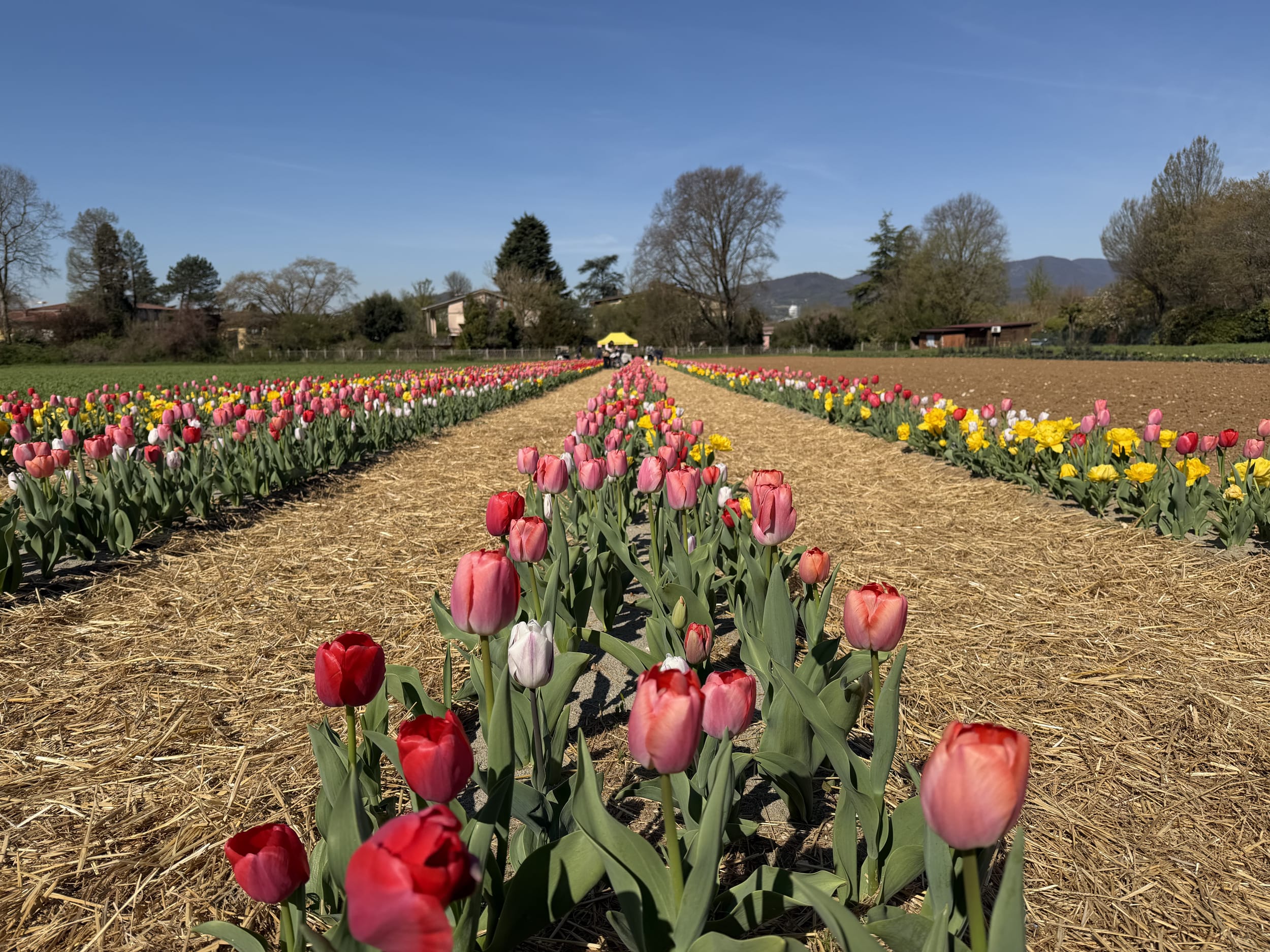 Tulipani Mompiano